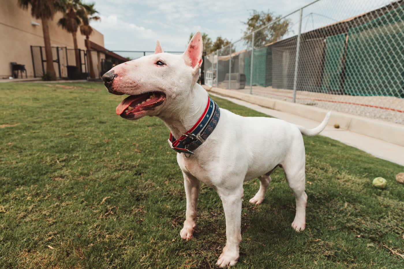 Bull terrier standing in a shelter yard with palm trees behind